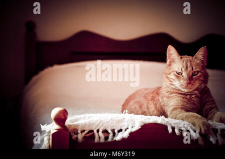 Ginger Cat Festlegung auf ein Bett Stockfoto