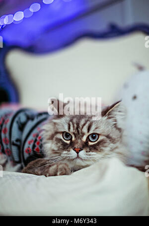 Graue Katze in blau Pullover liegt auf weiße Decke Stockfoto