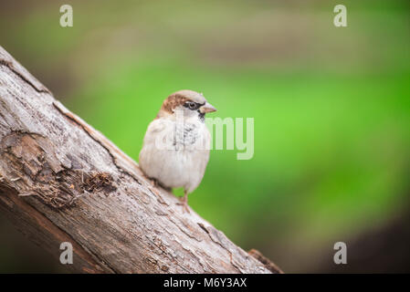 Haussperling thront auf einem Ast. Stockfoto