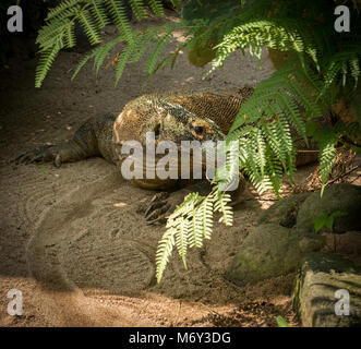 Große Comodo dragon Versteckt im Gebüsch Stockfoto