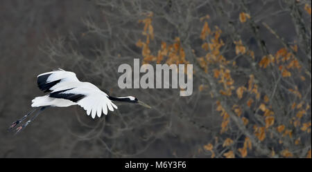 Die rot-gekrönten Kranich im Flug. Sceincific Name: Grus japonensis, auch die japanischen Kran oder Mandschurischen Kran genannt. Stockfoto