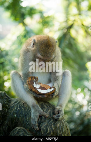 Makaken-Affen mit einer Kokosnuss als dessert Stockfoto