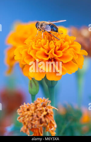 Blume mit einer Biene auf sie Stockfoto