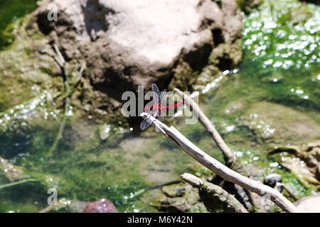 Red Dragon Fly ruht auf einem Zweig Stockfoto