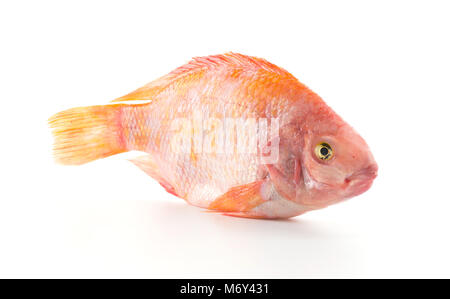 Red Tilapia auf weißem Hintergrund Stockfoto