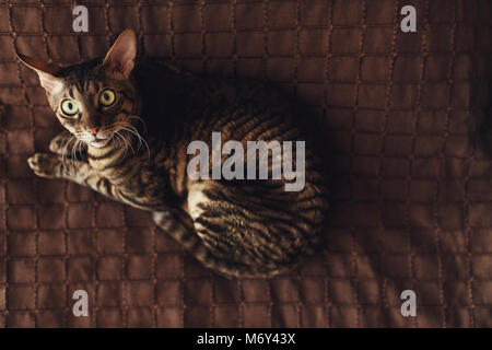 Erschrocken zog die Katze auf dem braunen Teppich liegt Stockfoto