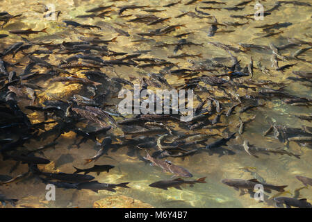 Soro bach Karpfen Wasserfall Fisch. Stockfoto