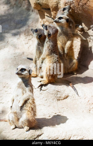 Suricate oder Erdmännchen (Suricata Suricatta) auf Steinen stehend Stockfoto
