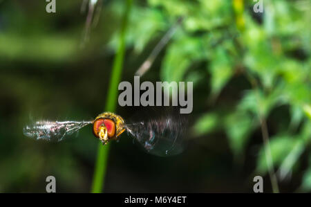 Blume fliegt harmlose fliegen und wertvolle Bestäuber Stockfoto