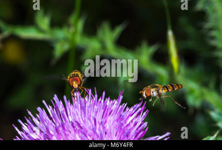 Blume fliegt harmlose fliegen und wertvolle Bestäuber Stockfoto