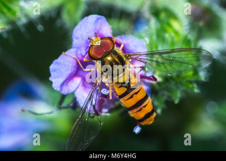 Blume fliegt harmlose fliegen und wertvolle Bestäuber Stockfoto