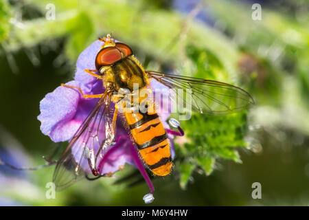 Blume fliegt harmlose fliegen und wertvolle Bestäuber Stockfoto