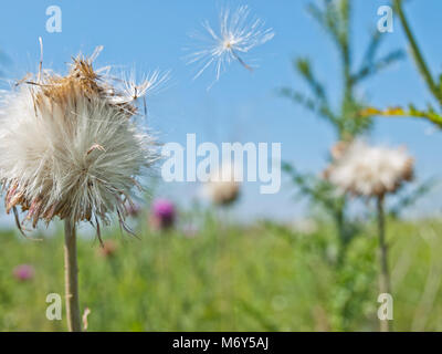 Closeup fliegende Samen Stockfoto