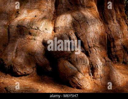 General Sherman Sequoia base-Wood texture im Sonnenlicht und Schatten. Stockfoto