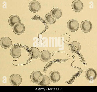 "Diagnostische Methoden, chemische, bakteriologische und mikroskopischen: ein Lehrbuch für Studierende und Praktiker" (1909) Stockfoto