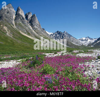 Blumige Tundra. Leuchtend rosa und lila Blüten decke die Alpine Tundra in der Nähe von Bergen. Stockfoto