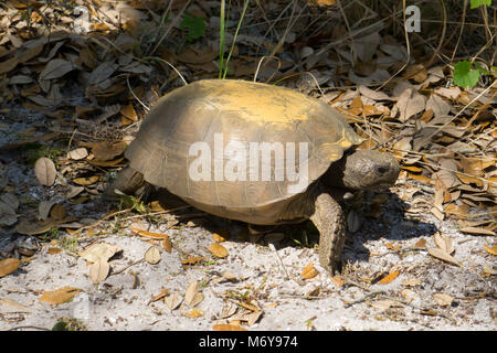 Gopher Tortoise (Gopherus Polyphemus) auf das Hawk's Bluff Trail in Savannen Preserve State Park, Jensen Beach, Martin County, Florida, USA Stockfoto