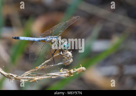 Männlich Blue Dasher Dragonfly (Pachydiplax longipennis) auf das Hawk's Bluff Trail in Savannen Preserve State Park, Jensen Beach, Martin County, Florida Stockfoto