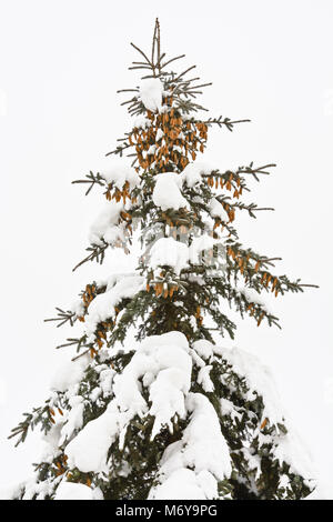 Mit Kegeln im Schnee gegen einen bewölkten Himmel fallen Fichten. Stockfoto