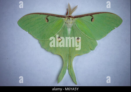 Große grüne Actiac Luna Moth auf grauem Hintergrund Stockfoto