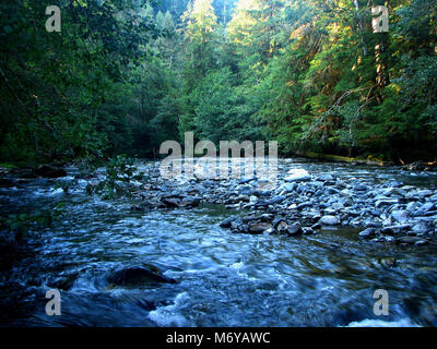 Quinalt River. Stockfoto