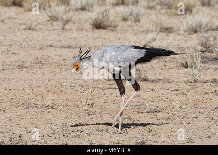 Sekretär (Sagittarius serpentarius), Erwachsener, auf der Suche nach Beute, konzentriert, Kgalagadi Transfrontier Park, Northern Cape, Südafrika, Afrika Stockfoto