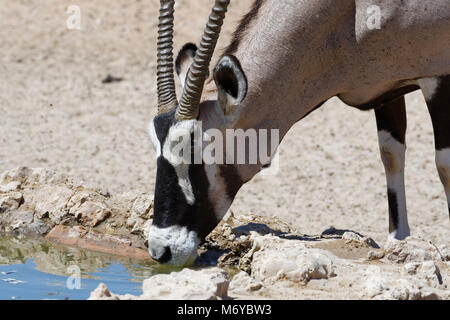 Oryx (Oryx gazella) Trinken an einem Wasserloch, Kgalagadi Transfrontier Park, Northern Cape, Südafrika, Afrika Stockfoto