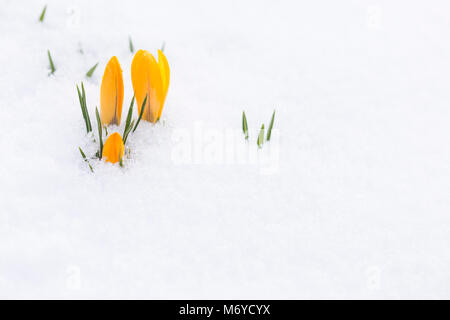 Nahaufnahme von Frisch wachsenden gelben Krokus Knospen stoßen durch den Schnee draußen im Frühjahr. Stockfoto