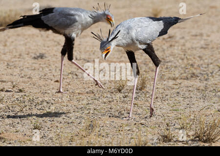 Sekretär (Sagittarius serpentarius), Erwachsene, auf der Suche nach Beute, konzentriert, Kgalagadi Transfrontier Park, Northern Cape, Südafrika, Afrika Stockfoto