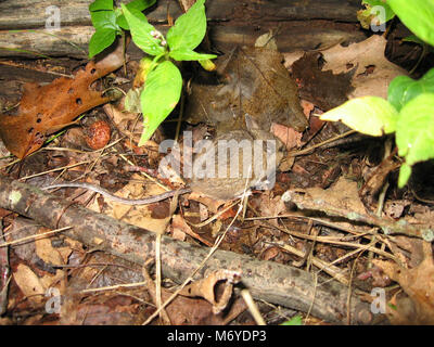 Woodland springende Maus. Napaeozapus insignis Stockfoto