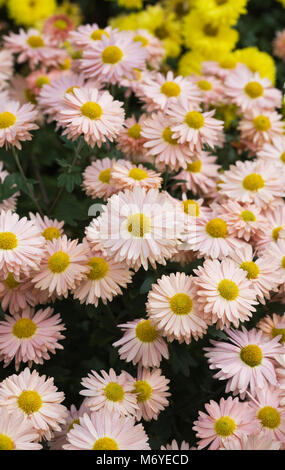 "Aline" Chrysanthemen. Stockfoto