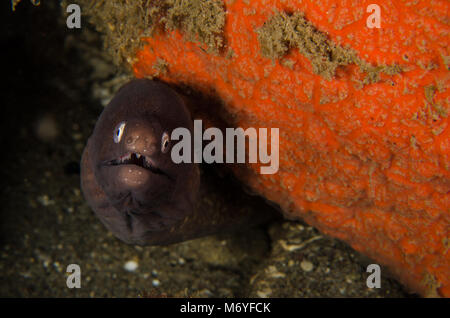 White-eyed Moray, Siderea thysoidesa, Muraenidae, Anilao, Philippinen, Asien Stockfoto