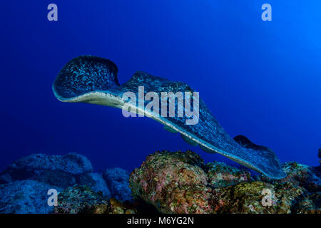 Marmor Ray, Taeniura meyeni, Cocos Island, Costa Rica, Pazifik Stockfoto