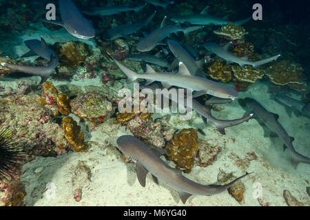 Weißspitzen-Riffhai, Triaenodon obesus, Cocos Island, Costa Rica, Pazifik Stockfoto