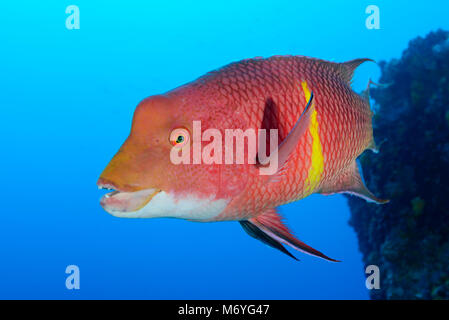 Mexican hogfish, Bodianus diplotaenia, Cocos Island, Costa Rica, Pazifik Stockfoto
