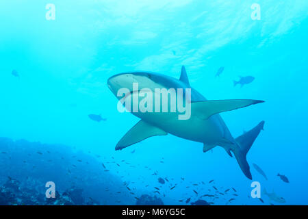 Shark, Carcharhinus galapagensis Galapagos, Cocos Island, Costa Rica, Pazifik Stockfoto