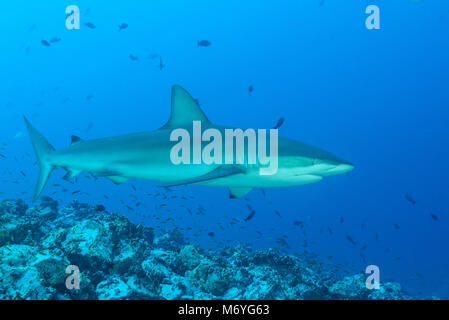 Shark, Carcharhinus galapagensis Galapagos, Cocos Island, Costa Rica, Pazifik Stockfoto