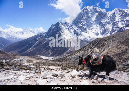 Eine schwarze Yak mit der schneebedeckte Ama Dablam Bergkette im Hintergrund. Khumbu Tal, auf dem Weg zum Everest Base Camp. Der Himalaya, Nepal. Stockfoto