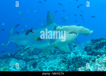 Scalloped hammerhead Shark mit jugendlicher Mexican Hogfish als Reiniger Fisch, Sphyrna lewini, Cocos Island, Costa Rica, Pazifik Stockfoto