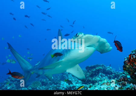 Scalloped hammerhead Shark mit jugendlicher Mexican Hogfish als Reiniger Fisch, Sphyrna lewini, Cocos Island, Costa Rica, Pazifik Stockfoto