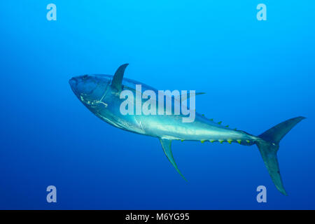 Gelbflossenthun, Thunnus albacares, Cocos Island, Costa Rica, Pazifik Stockfoto