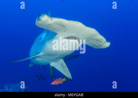 Scalloped hammerhead Shark mit jugendlicher Mexican Hogfish als Reiniger Fisch, Sphyrna lewini, Cocos Island, Costa Rica, Pazifik Stockfoto