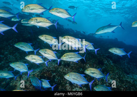 Rotem tervally, Caranx melampygus, Schule von Stachelmakrelen, Cocos Island, Costa Rica, Pazifik Stockfoto