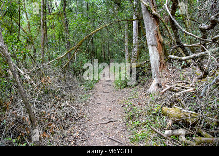 Der Wald auf der beliebten Jubiläum Creek Wanderweg in Knysna an der Garden Route in Südafrika mit seinen Flüssen und historische Abbaustätten Stockfoto