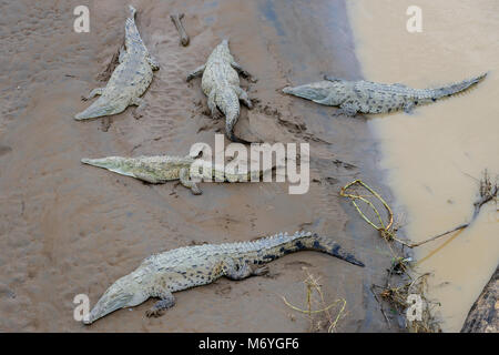 Amerikanische Krokodil, Crocodylus acutus, Rio Tarcoles, Pacific Seite von Costa Rica Stockfoto