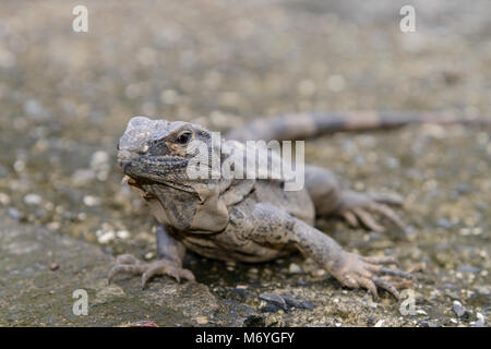 Schwarzer Leguan, Ctenosaura Imilis, Costa Rica, Carara Nationalpark Stockfoto