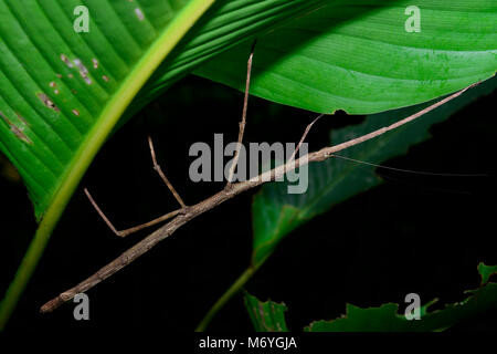 Walking Stick Insect, Phobaeticus Sp., Costa Rica, Carara National Park Stockfoto