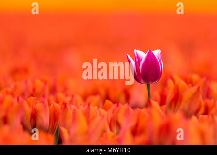 Eine einzelne Purple White Tulip ist Blütezeit im Frühling in ein Feld voll mit orange Tulpen. Die single Tulip ist größer als die orange Blumen, whi Stockfoto