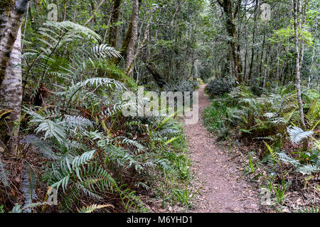 Der Wald auf der beliebten Jubiläum Creek Wanderweg in Knysna an der Garden Route in Südafrika mit seinen Flüssen und historische Abbaustätten Stockfoto