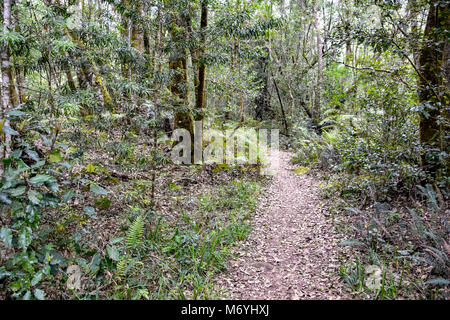 Der Wald auf der beliebten Jubiläum Creek Wanderweg in Knysna an der Garden Route in Südafrika mit seinen Flüssen und historische Abbaustätten Stockfoto